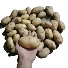 China fresh potato factory supply, natural yellow potato export 2021